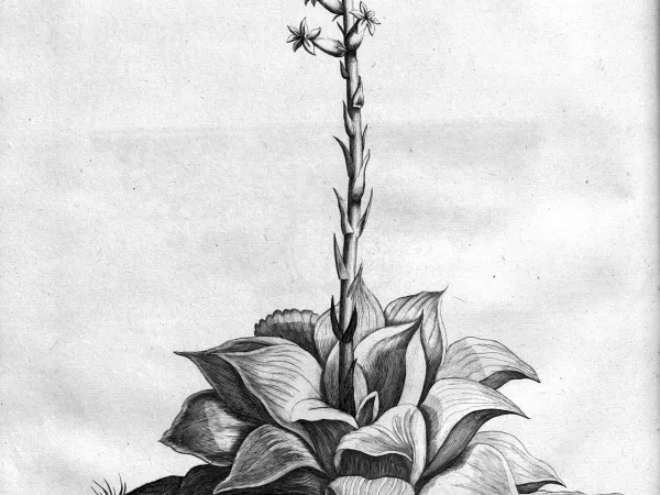 Foto von Haworthie (Haworthia retusa).