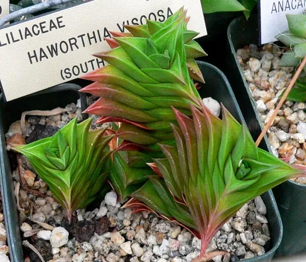 Foto von Haworthie (Haworthia viscosa).