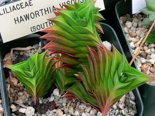 Foto von Haworthie (Haworthia viscosa).