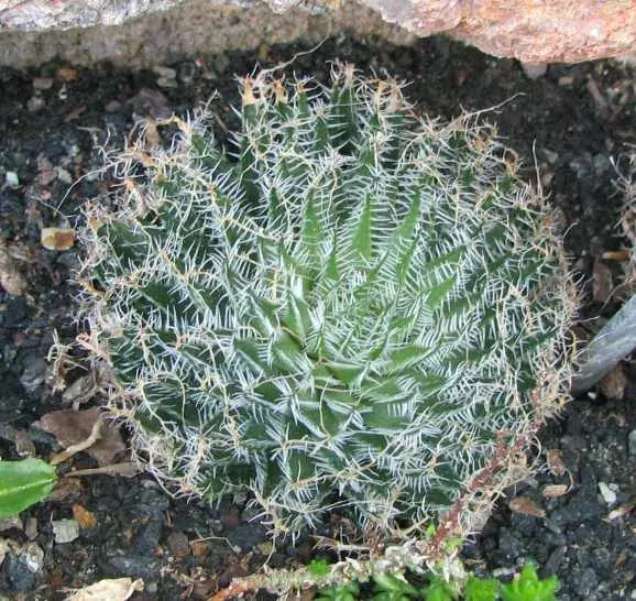 Foto von Haworthie (Haworthia arachnoidea).