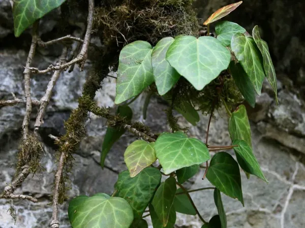 Foto von Hedera (Hedera colchica).
