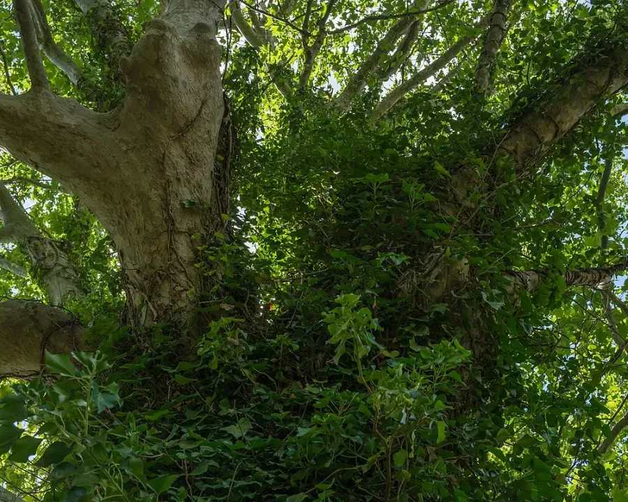 Foto von Hedera (Hedera helix).