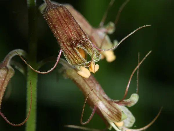 Foto von Henne mit Küken (Tolmiea menziesii).
