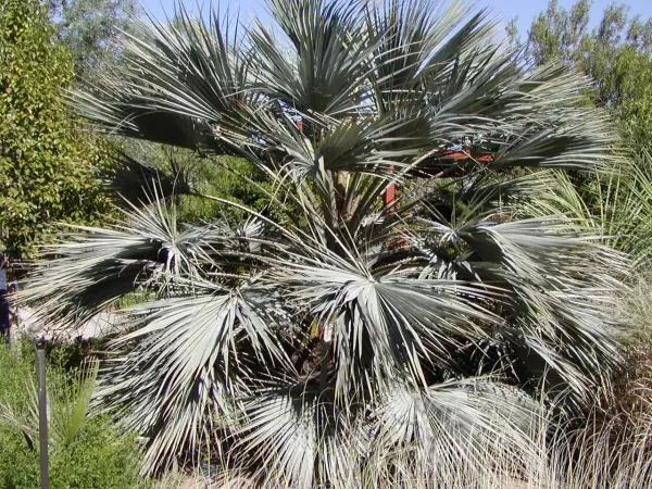 Foto von Hesperidenpalme (Brahea armata).
