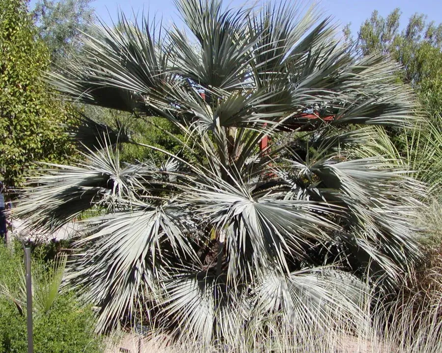 Foto von Hesperidenpalme (Brahea armata).