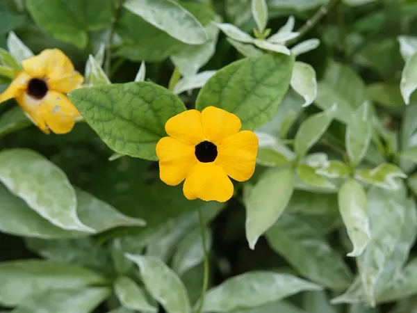 Foto von Himmelsblumen (Thunbergia alata).