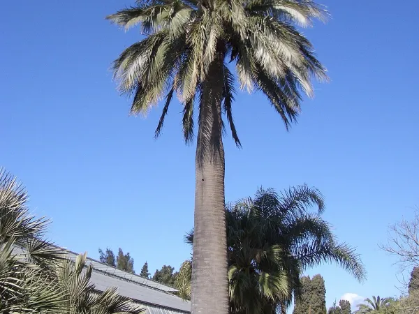 Foto von Honigpalme (Jubaea chilensis).