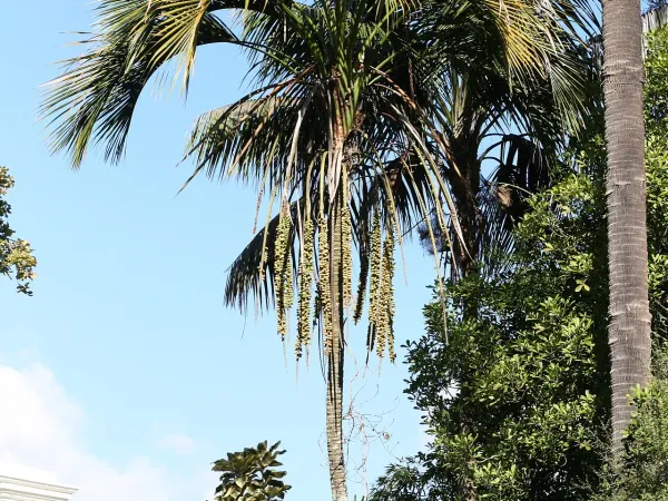 Foto von Howea (Howea belmoreana).