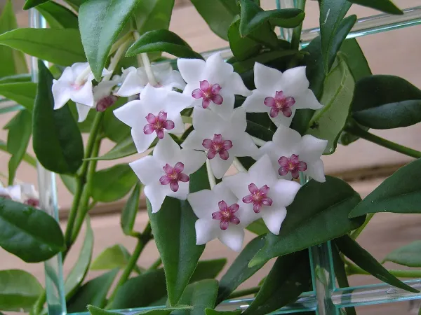 Foto von Hoya (Hoya bella).