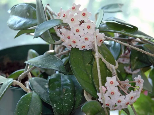 Foto von Hoya (Hoya carnosa).