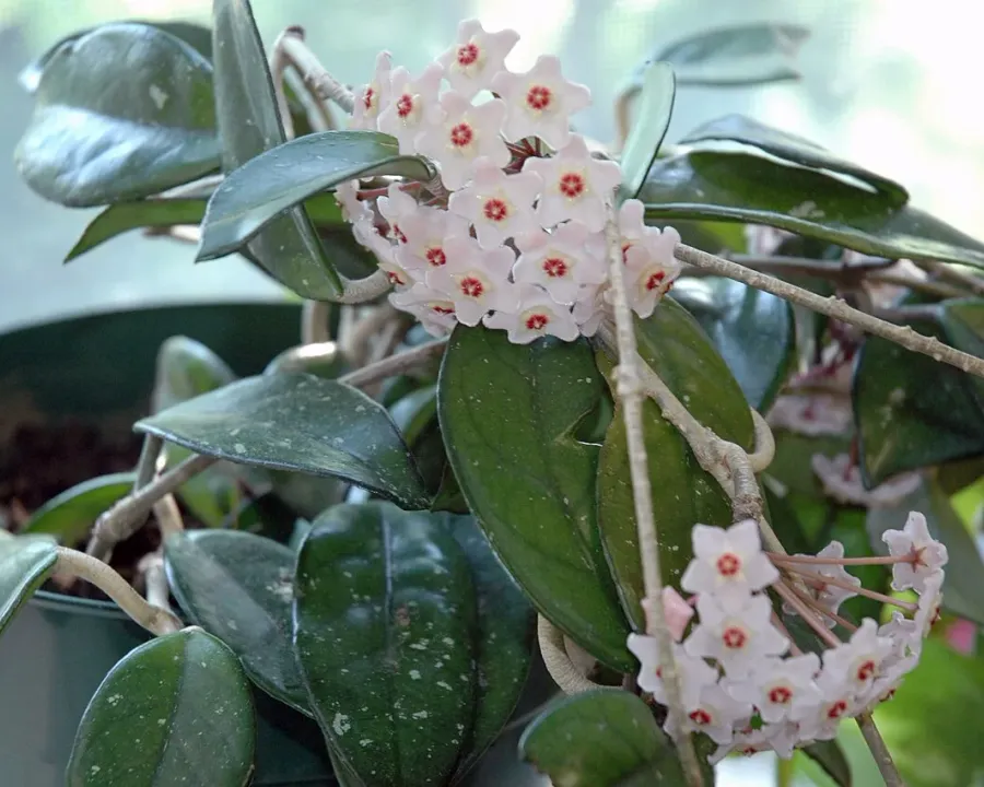 Foto von Hoya (Hoya carnosa).