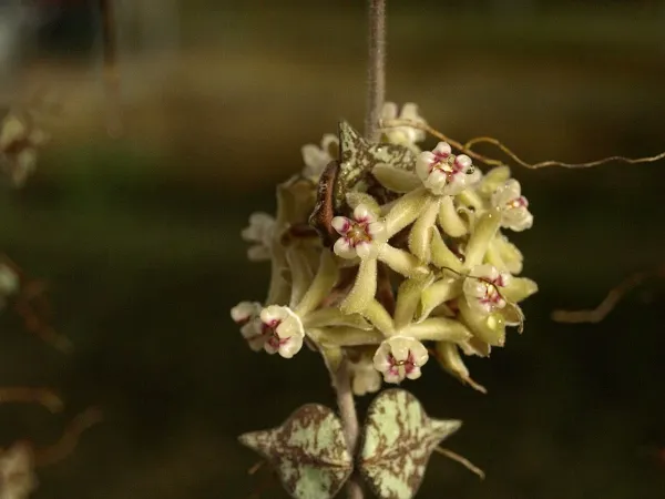 Foto von Hoya (Hoya curtisii).