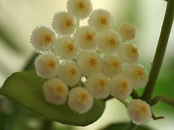 Foto von Hoya (Hoya lacunosa).