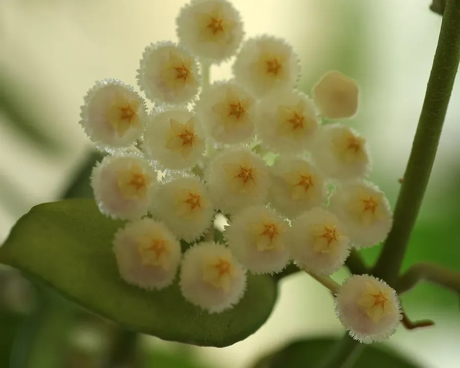 Foto von Hoya (Hoya lacunosa).