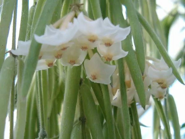 Foto von Hoya (Hoya linearis).