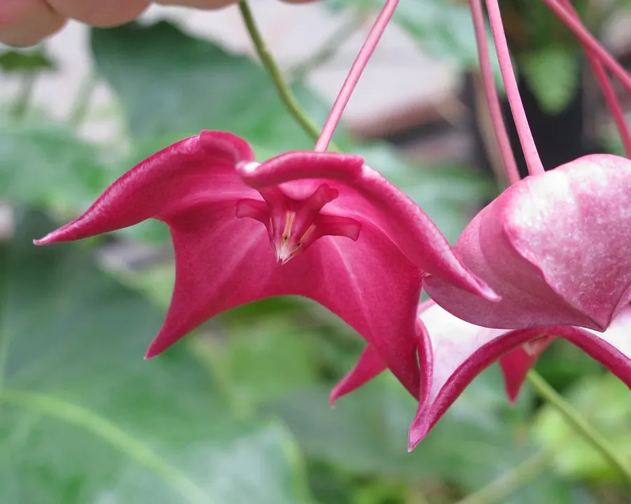 Foto von Hoya (Hoya macgillivrayi).