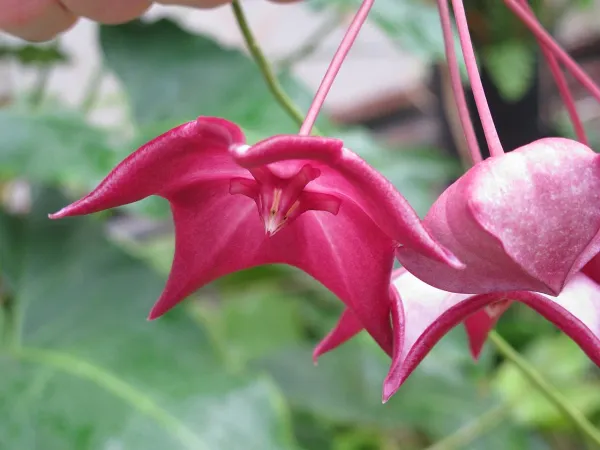 Foto von Hoya (Hoya macgillivrayi).