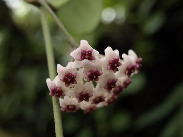 Foto von Hoya (Hoya obovata).