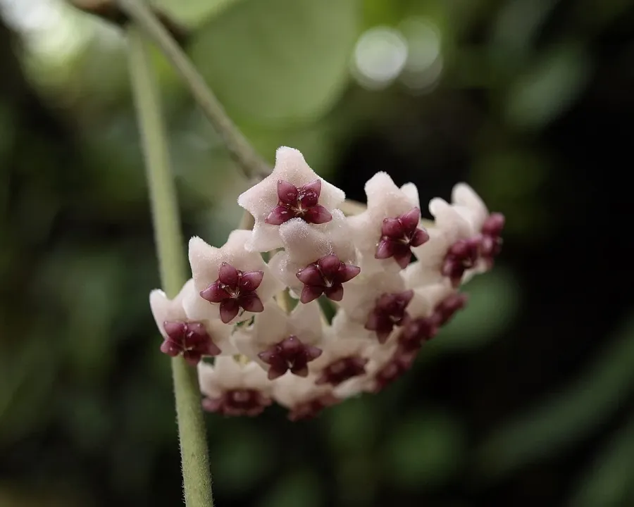 Foto von Hoya (Hoya obovata).