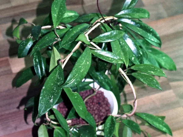 Foto von Hoya (Hoya pubicalyx).