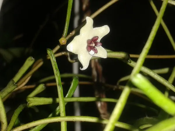 Foto von Hoya (Hoya retusa).