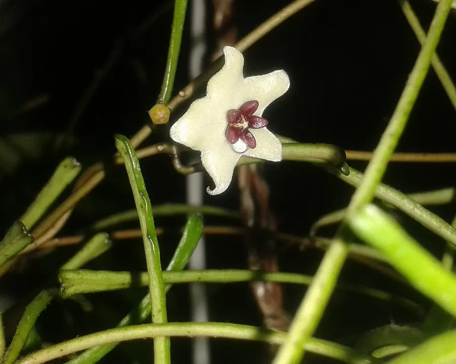 Foto von Hoya (Hoya retusa).