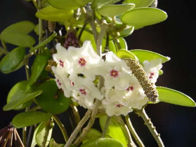 Foto von Hoya (Hoya serpens).