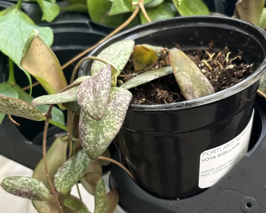 Foto von Hoya (Hoya sigillatis).
