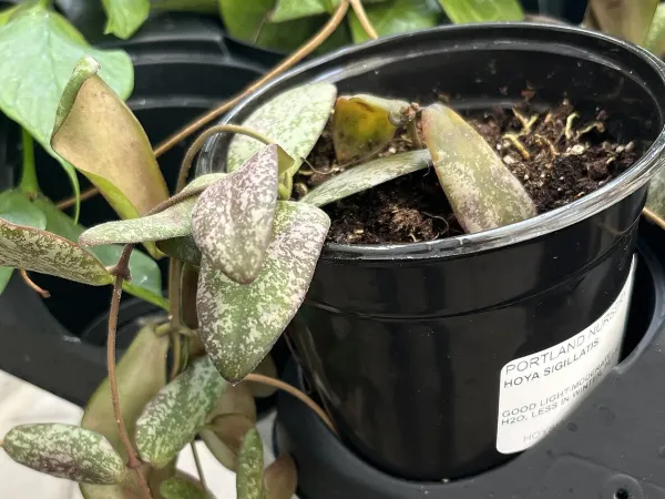 Foto von Hoya (Hoya sigillatis).
