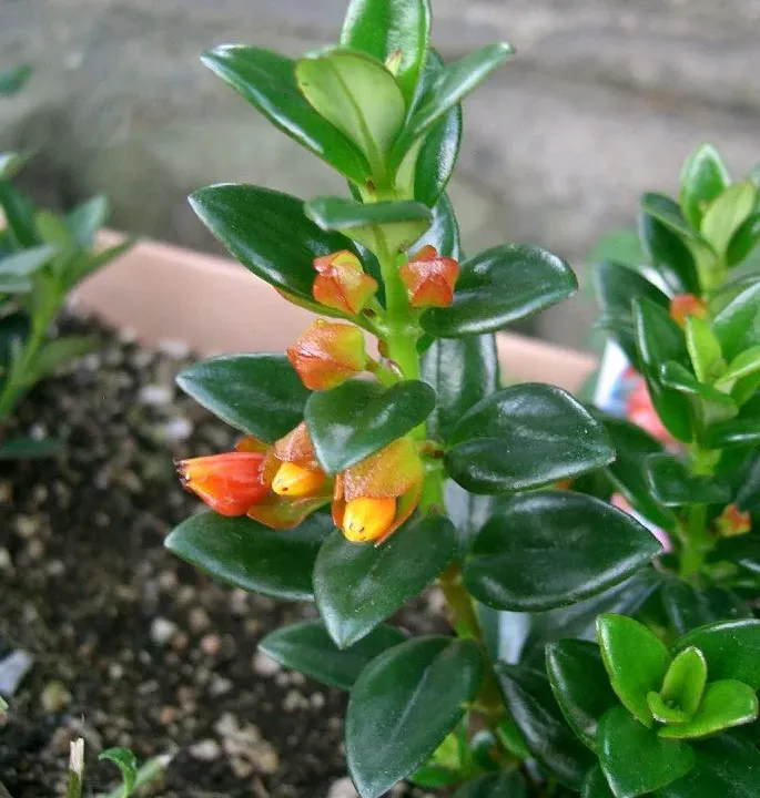 Foto von Hypocyrta (Nematanthus gregarius).