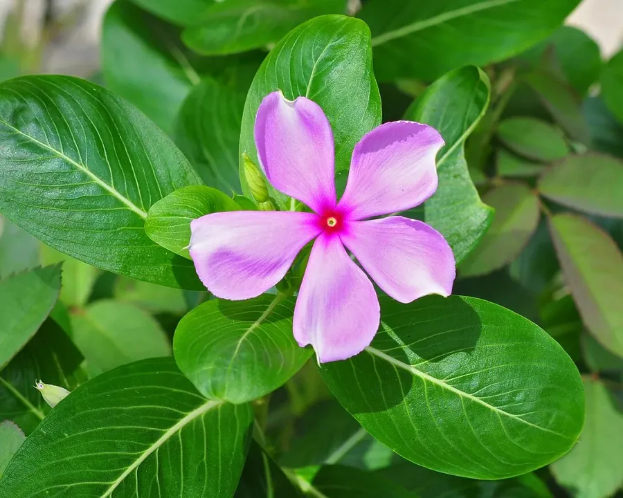 Foto von Immergrün (Catharanthus roseus).