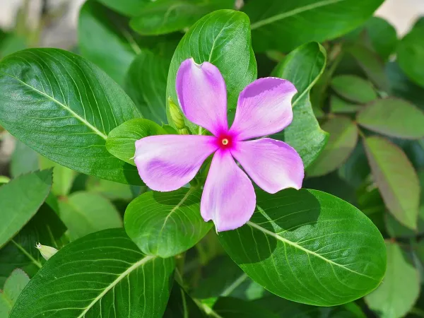 Foto von Immergrün (Catharanthus roseus).