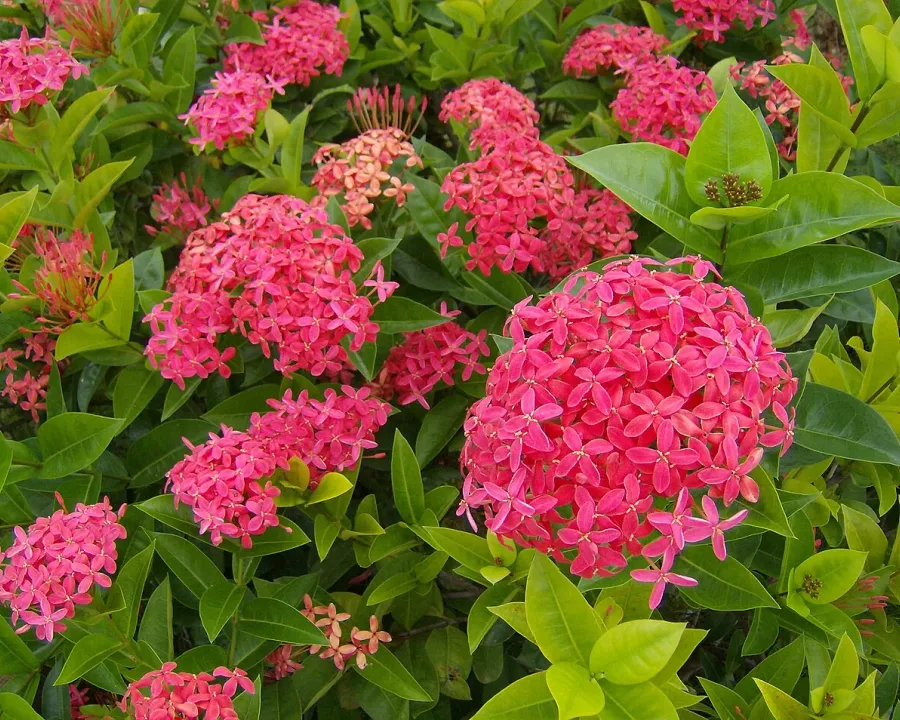 Foto von Ixora (Ixora coccinea).