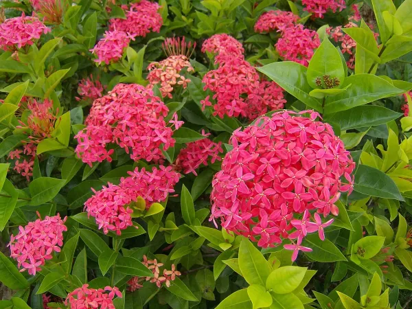 Foto von Ixora (Ixora coccinea).