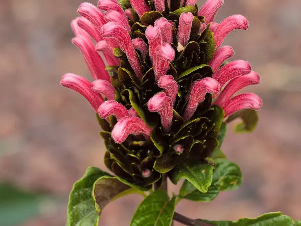 Foto von Jakobinie (Justicia carnea).