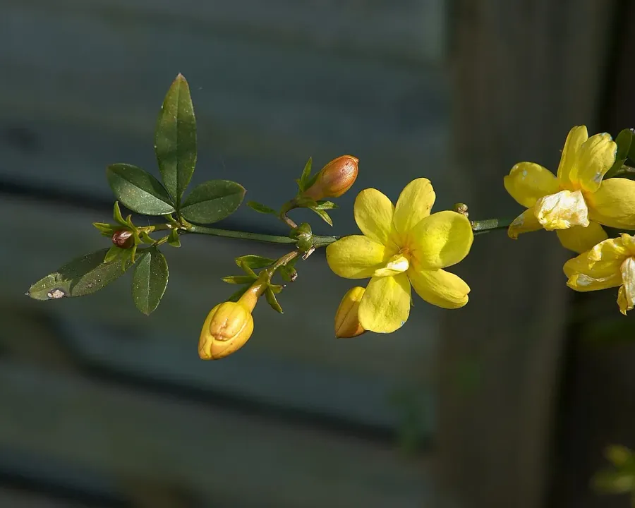 Foto von Jasmin (Jasminum mesnyi).