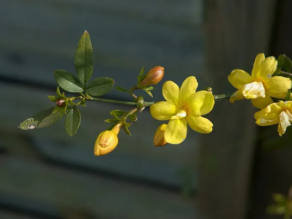 Foto von Jasmin (Jasminum mesnyi).