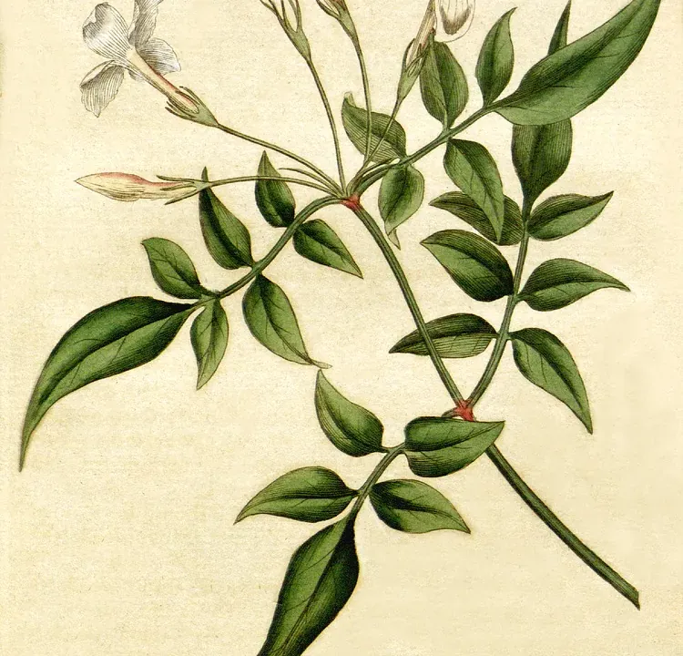 Foto von Jasmin (Jasminum officinale).