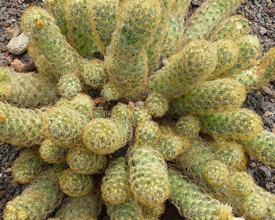 Foto von Kaktus (Mammillaria elongata).