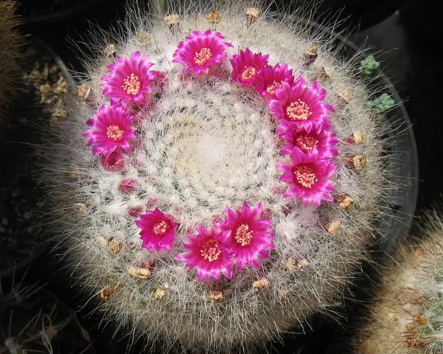 Foto von Kaktus (Mammillaria hahniana).