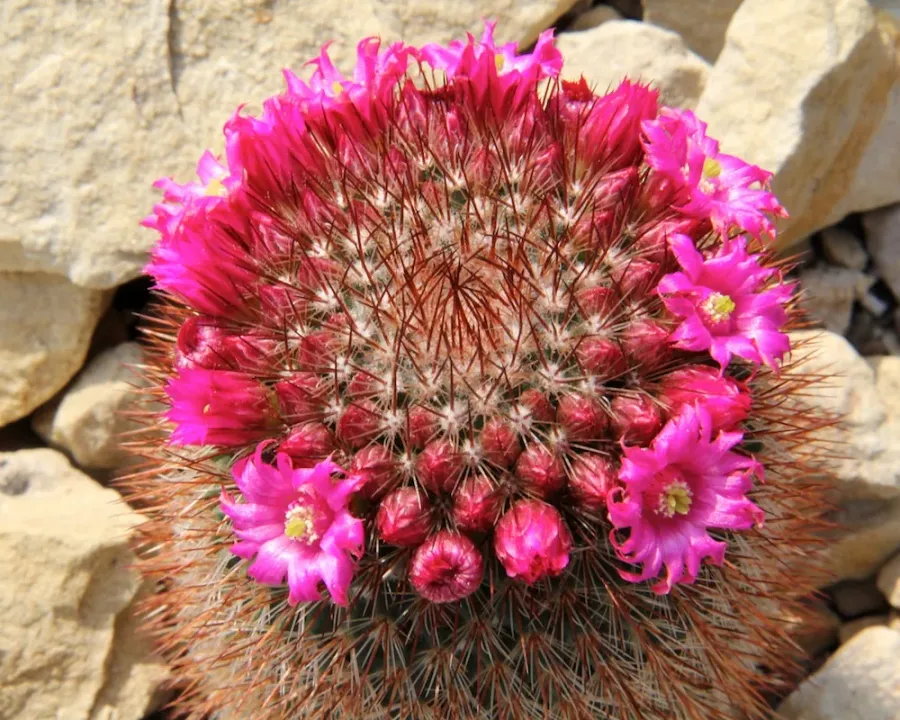 Foto von Kaktus (Mammillaria spinosissima).
