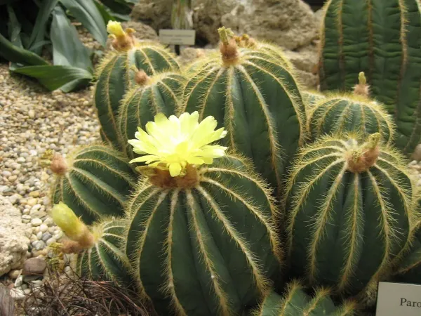 Foto von Kaktus (Parodia magnifica).