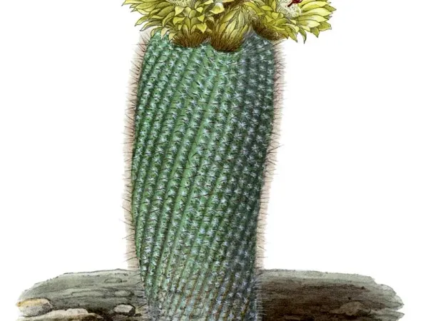 Foto von Kaktus (Parodia scopa).