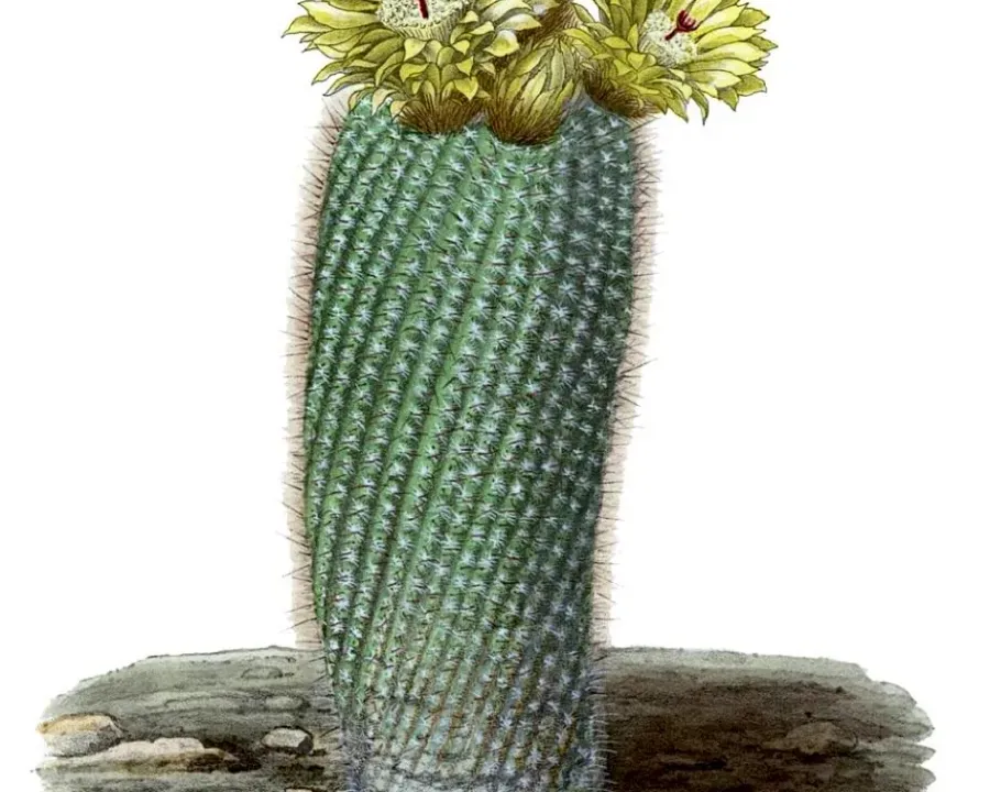 Foto von Kaktus (Parodia scopa).