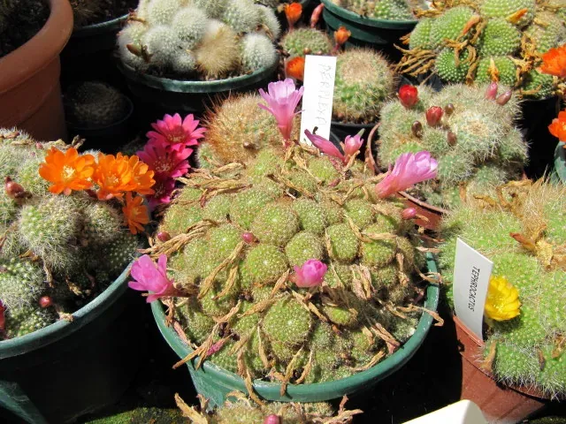 Foto von Kaktus (Rebutia perplexa).