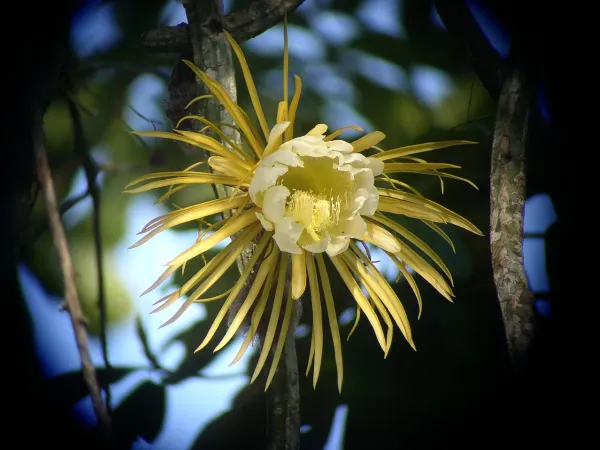Foto von Kaktus (Selenicereus grandiflorus).