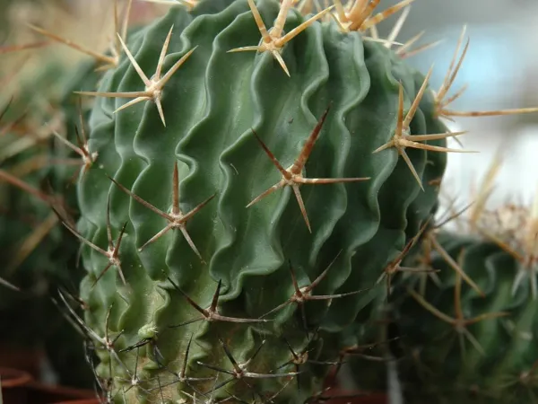 Foto von Kaktus (Stenocactus crispatus).