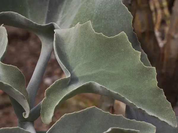 Foto von Kalanchoe (Kalanchoe beharensis).
