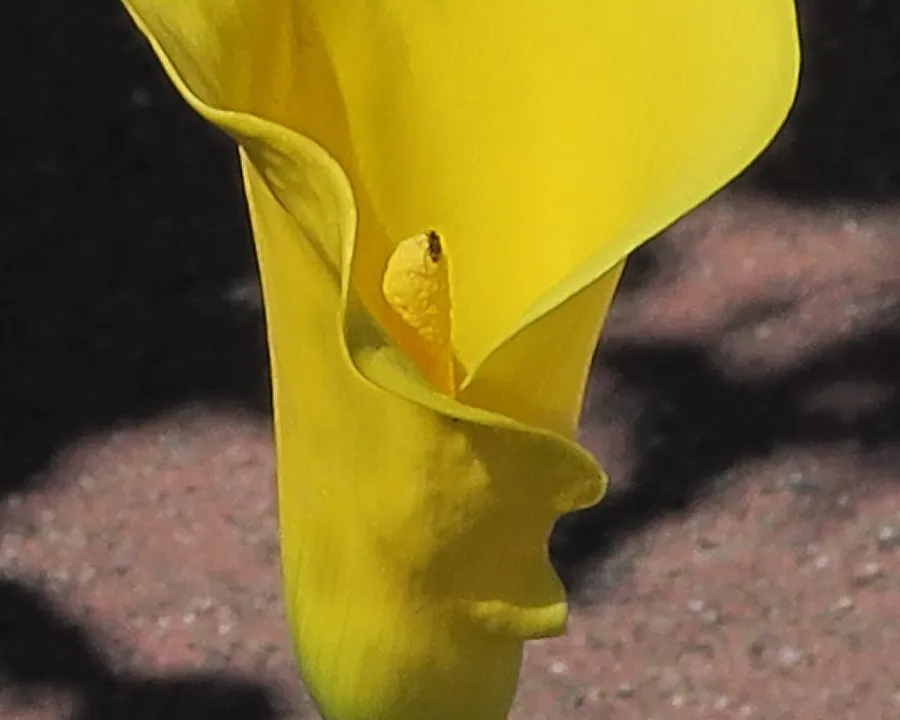 Foto von Kalla (Zantedeschia elliottiana).