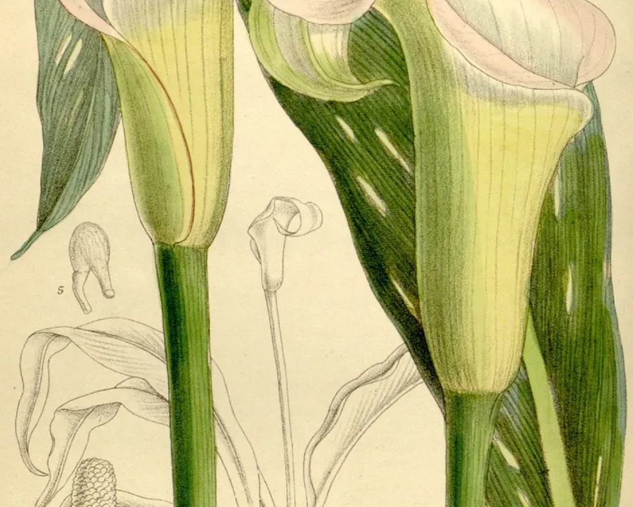 Foto von Kalla (Zantedeschia rehmannii).
